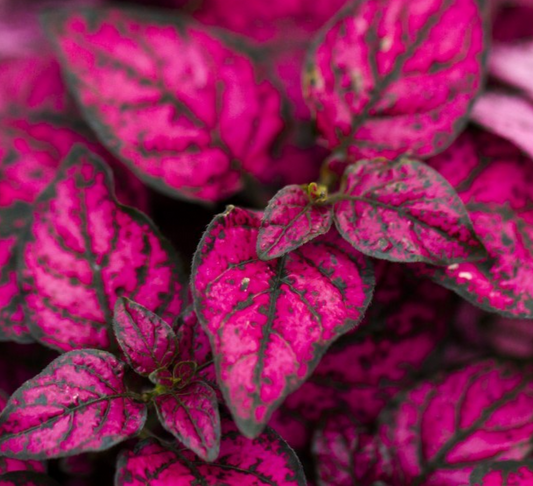 80x Pink Polka Dot Seeds – Hypoestes Sanguinolenta –Ornamental Foliage Perennial