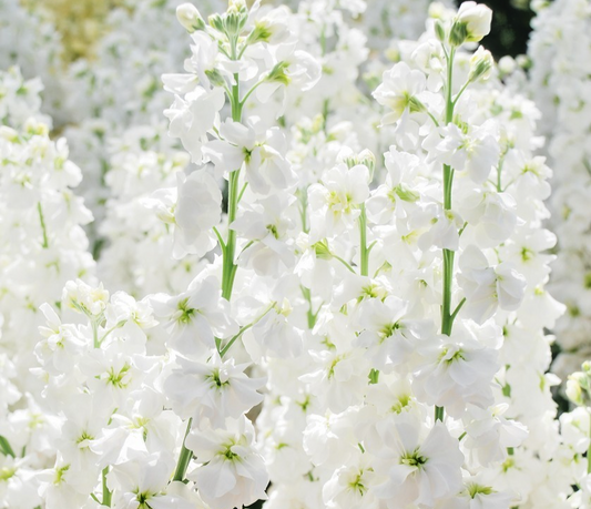 150x White Christmas Column Stock Giant Mammouth Excelsior Matthiola Seeds