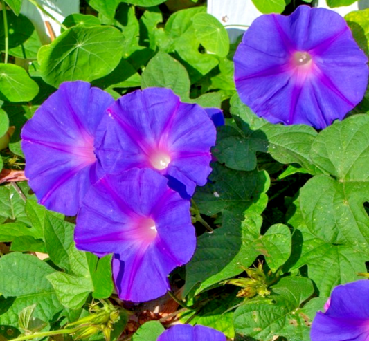 40x Fluorescent Morning Glory Feringa Seeds – Ipomoea Purpurea –Bright, Vigorous