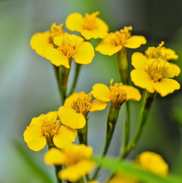 600x Mexican Tarragon Tagetes Lucida Seeds - Aromatic Herb with Orange Flowers