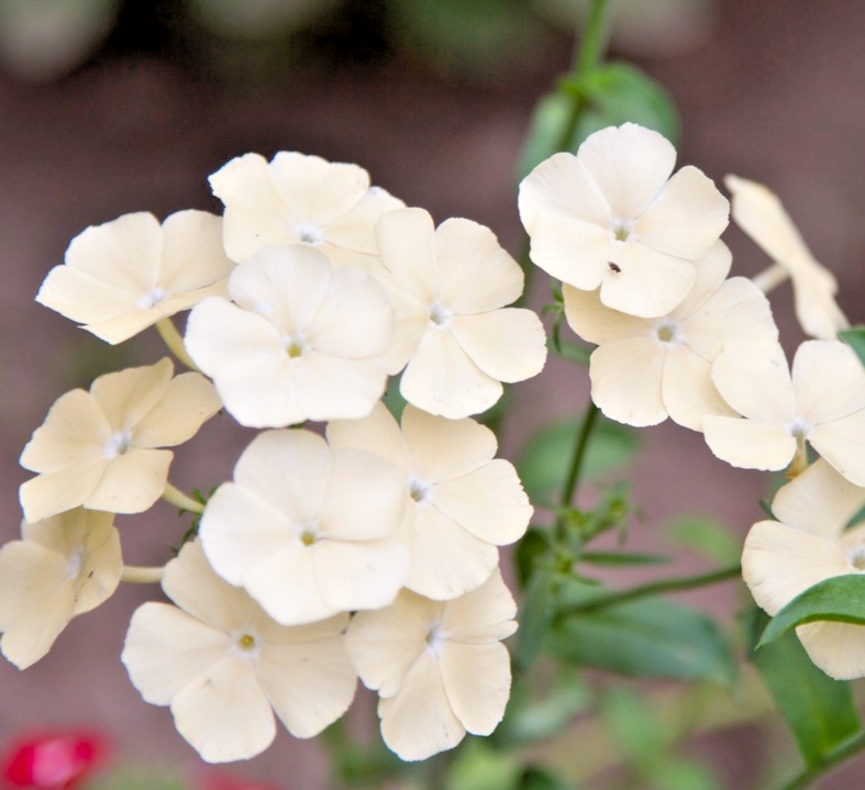 400x Phlox Drummondii Grandiflora Isabellina Seeds – Elegant Blooms - Annual