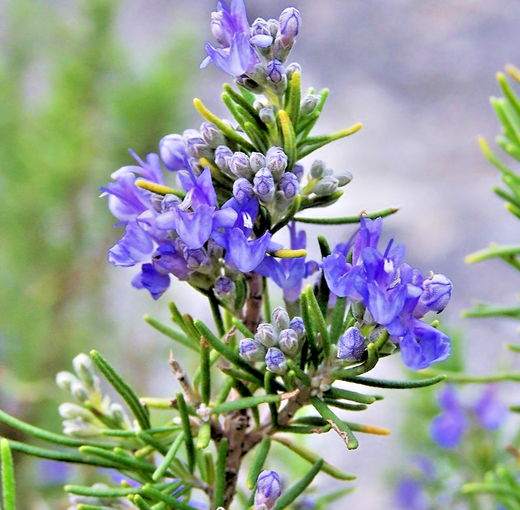 Rosemary