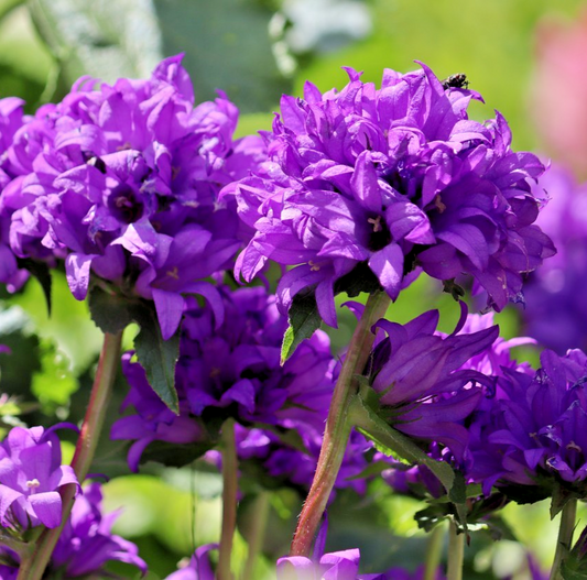 2000x Campanula Glomerata Cluster Bellflower Seeds Hardy Dahurica Superba Odessa