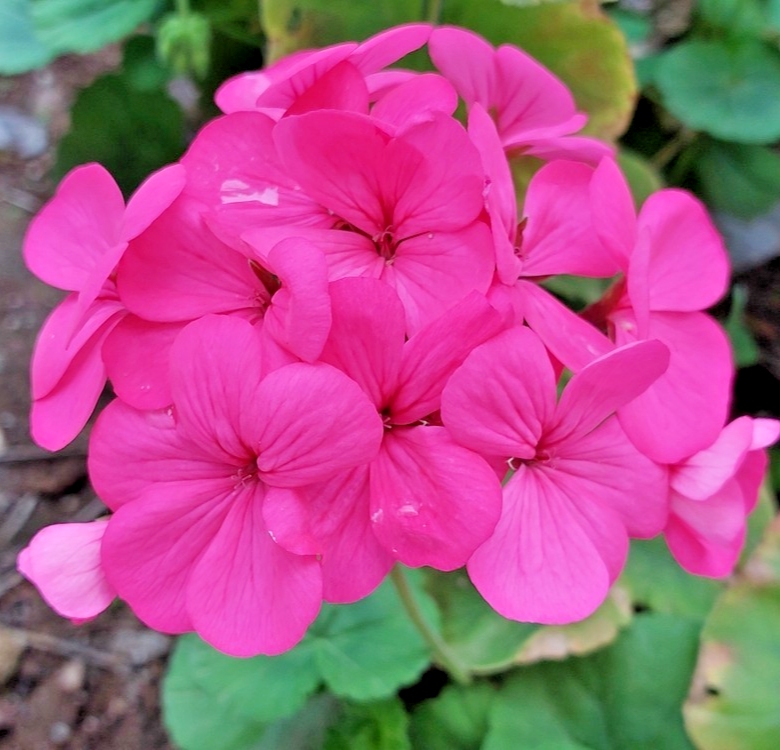 15x Geranium Seeds – Colorama Pink – Pelargonium Zonale F2 – Large Bold Flower