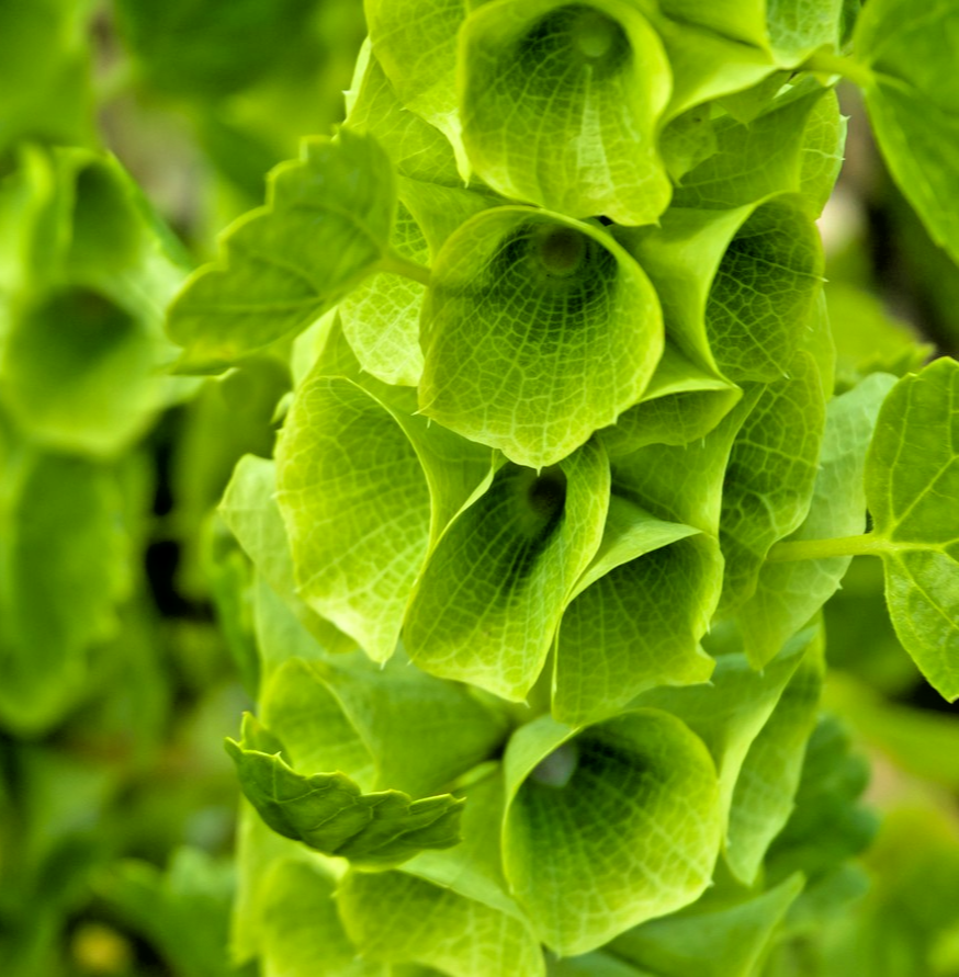 200x Bells of Ireland – Tall Green Spikes – Moluccella Laevis - Annual