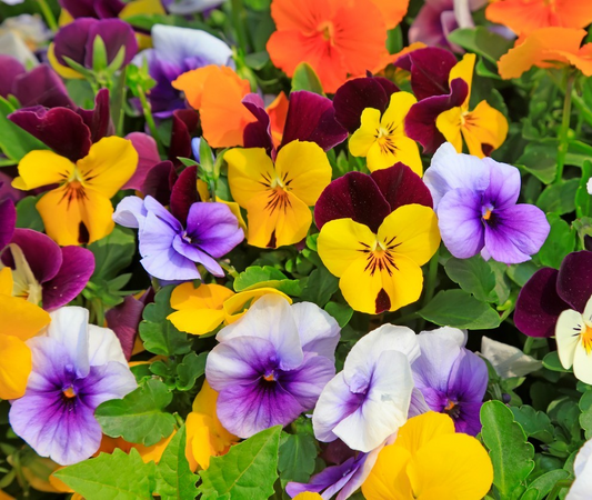 310x Viola Cornuta Horned Pansy Mix Seeds – Scotch Hybrid - Perennial