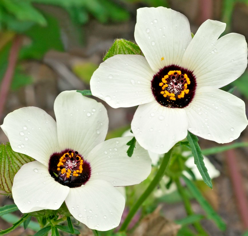 50x Hibiscus Trionum Flower Of An Hour Seeds – Low Maintenance -Perennial Flower