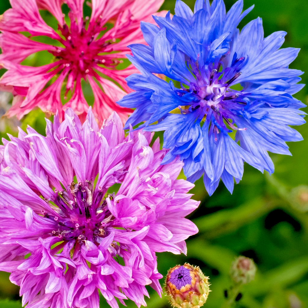 1400x Double Cornflower Frosty Mix Seeds - White Edged Petals in Bright Colours