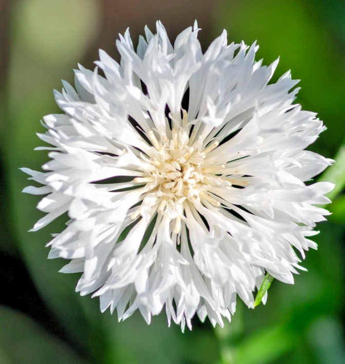 600x White Cornflower Centaurea Cyanus Seeds – Easy To Grow