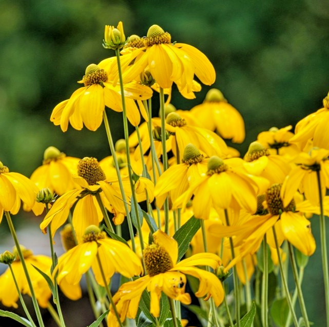 1200x Clasping Coneflower Seeds – Rudbeckia Amplexicaulis – Hardy Wildflower