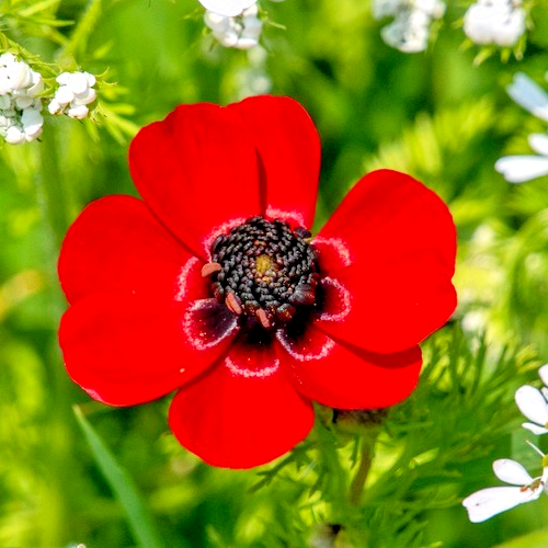 80x Pheasant’s Eye Blood Red Seeds – Adonis Aestivalis Annual Hardy Flower