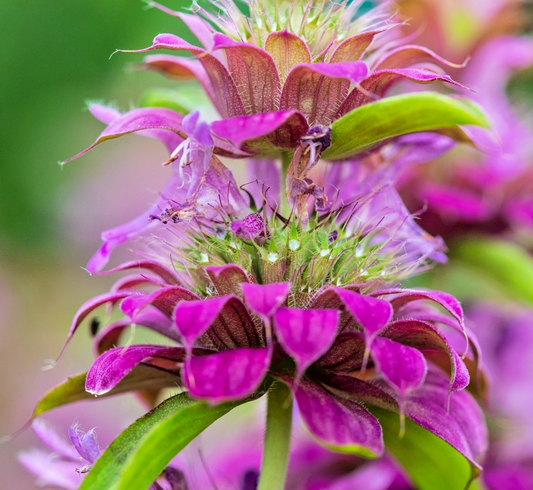 500x Lemon Bee Balm Seeds – Monarda Punctata – Purplish Lilac Mint Hardy Flower