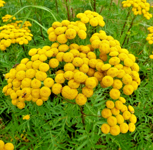 1500x Golden Ball Flower Seeds – Chrysanthemum Tanacetum Parthenium – Annual