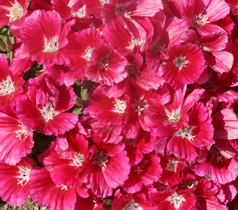 2100x Godetia Grandiflora Meteor Seeds – Rich Double Red Annual Flower