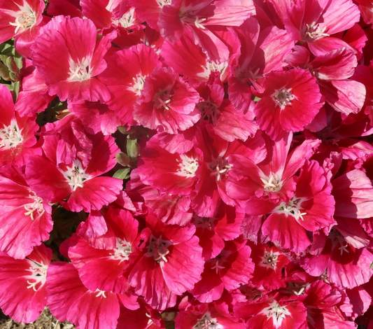2100x Godetia Grandiflora Meteor Seeds – Rich Double Red Annual Flower