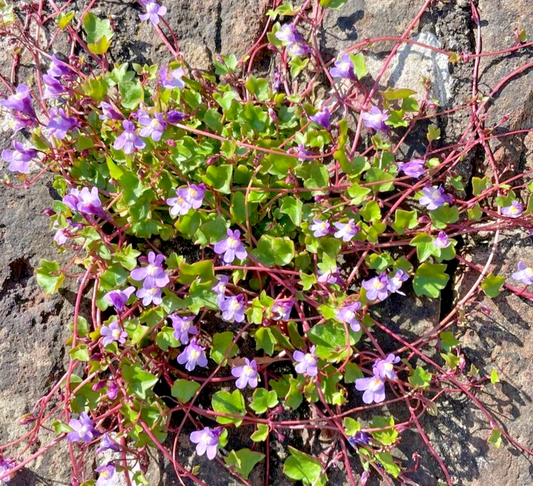 500x Cymbalaria Muralis Seeds – Kenilworth Ivy Perennial Rockery & Ground Cover
