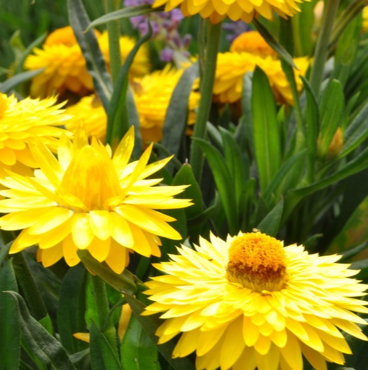 1000x Yellow Strawflower Seeds - Helichrysum Bracteatum - Flower