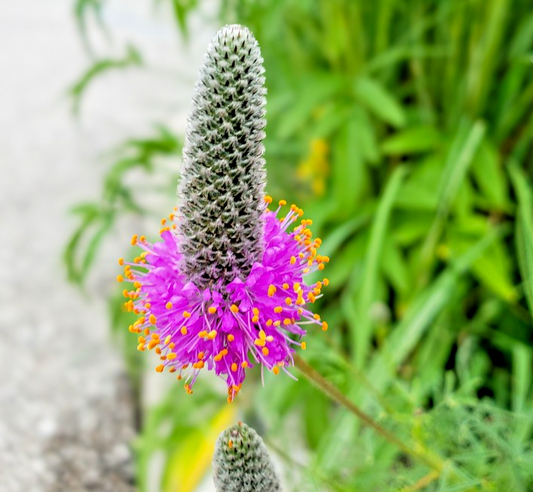 330x Purple Prairie Clover Seeds - Dalea Purpurea Native Perennial For Borders