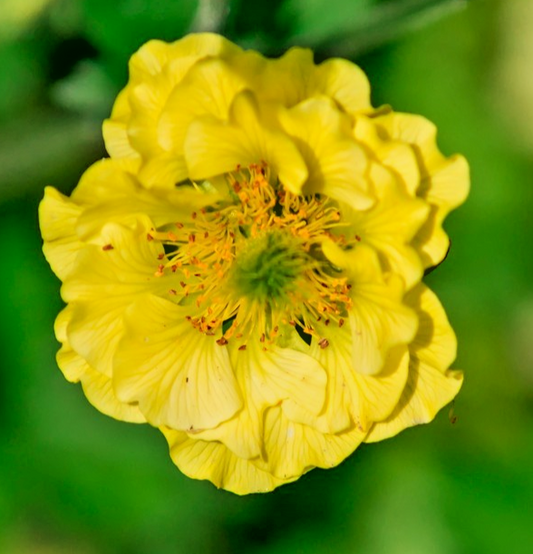 Geum Chiloense Hybridum Lady Stratheden Yellow – 210x Seeds – Stunning Perennial