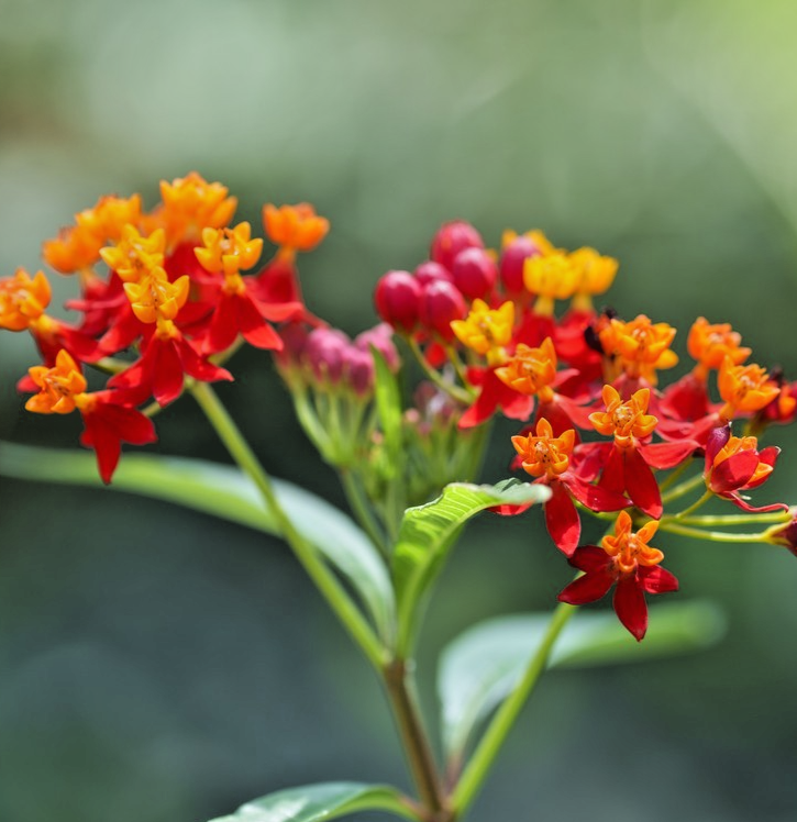 50x Mexican Butterfly Weed Red Seeds – Asclepias Curassavica – Hardy Perennial