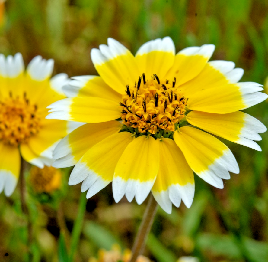 500x Layia Elegans Platyglossa Coastal Tidy Tips Seeds – Vibrant Yellow Flower
