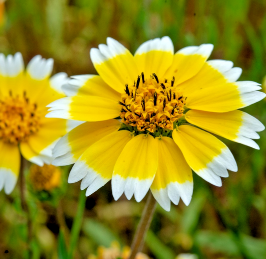 500x Layia Elegans Platyglossa Coastal Tidy Tips Seeds – Vibrant Yellow Flower