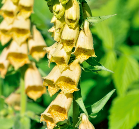 1000x Digitalis Lutea Seeds – Native Foxglove For Pollinator-Friendly Gardens