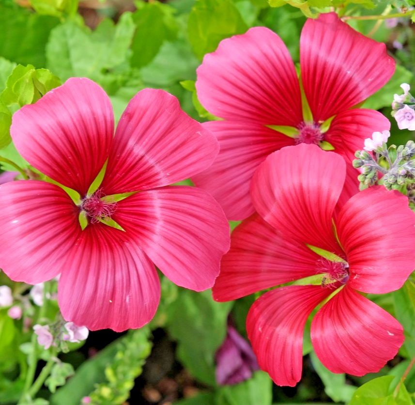 300x Mallow Malope Trifida Mix Seeds – Vibrant, Large Annual Blooms