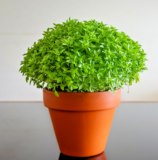 600x Dwarf Basil Minette Seeds – Small Leaved Culinary Herb – Ocimum Basilicum