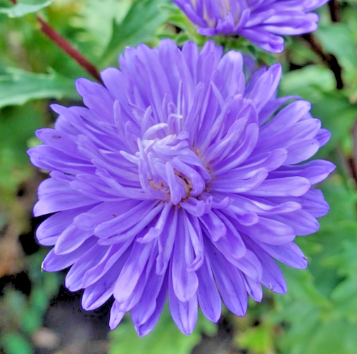 400x Tiger Paw Aster Dark Blue Double Pavlova Seeds - Callistephus Chinensis