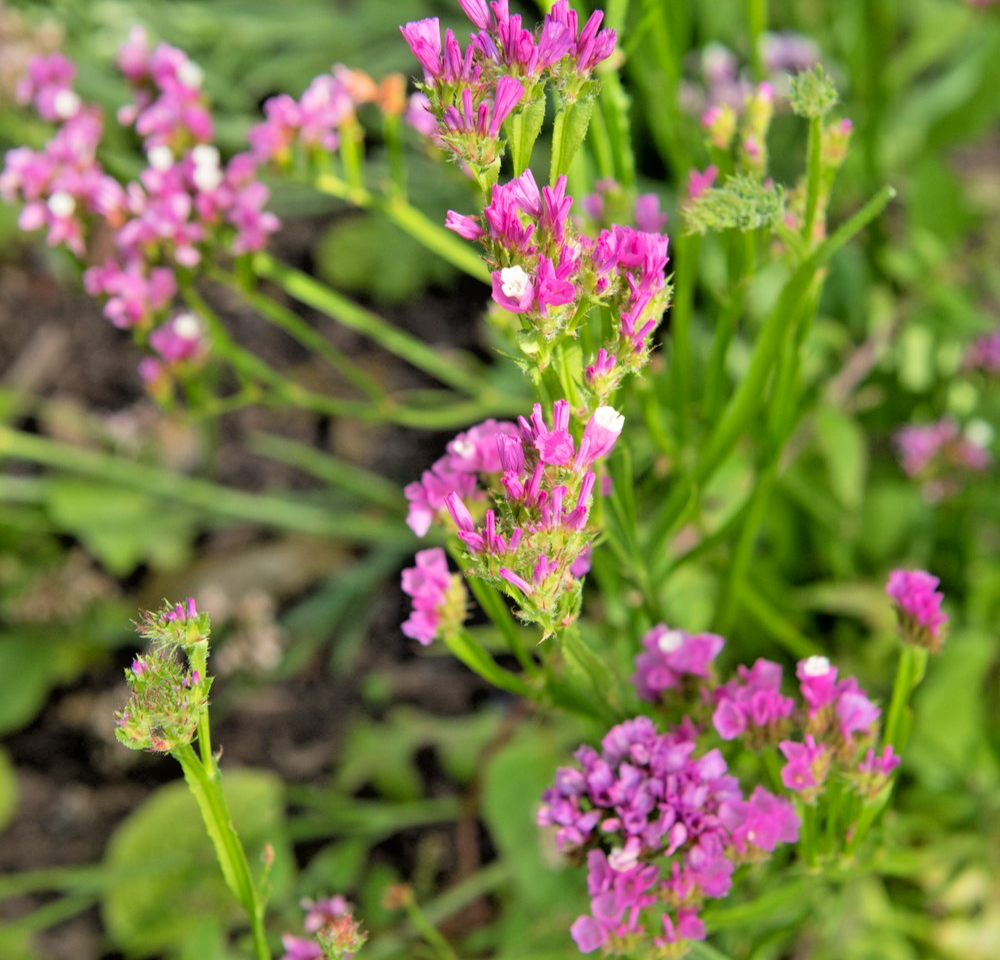 Pink Statice Flower - 150x Seeds – Drought Tolerant & Ideal For Bouquets