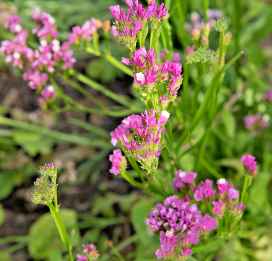 Pink Statice Flower - 150x Seeds – Drought Tolerant & Ideal For Bouquets