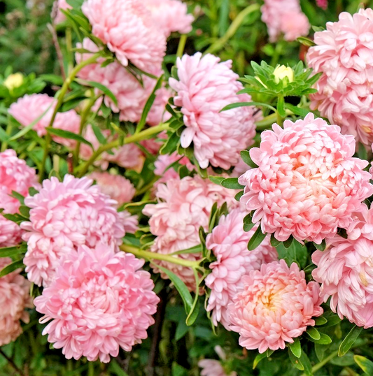 200x Paeony Aster Seeds – Pink Peony Blooms – Hardy & Drought-Resistant