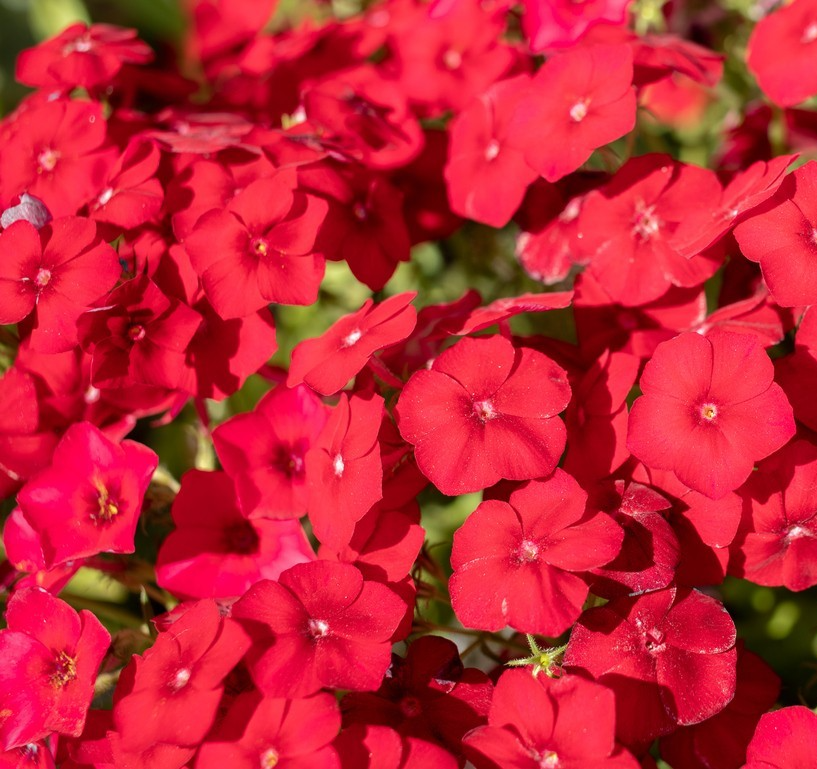 400x Phlox Drummondii Grandiflora Coccinea Seeds - Vibrant Annual Flowers