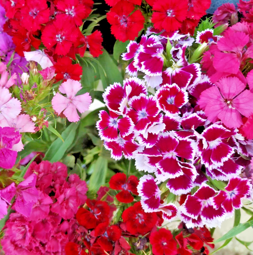 1000x Sweet William Herald Of Spring Flower Mix – Dianthus Barbatus - Perennial