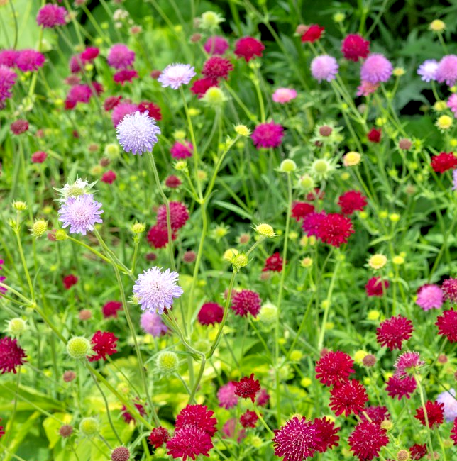 70x Double Dwarf Pincushion Flower Seeds – Scabiosa Atropurpure - Ideal for Beds