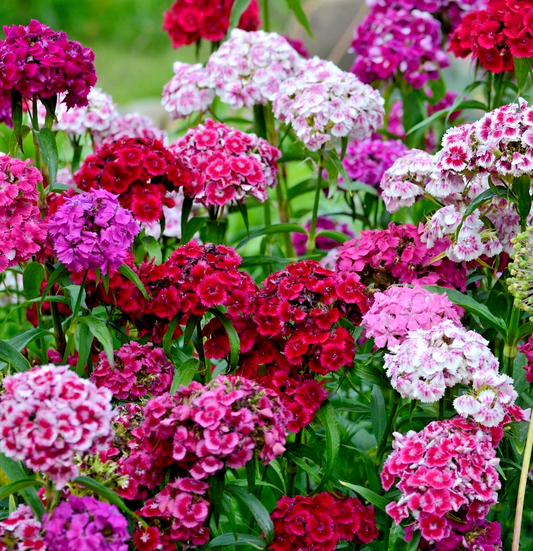 2200x Indian Carpet Sweet William Mix Seeds – Great For Borders & Flower Beds