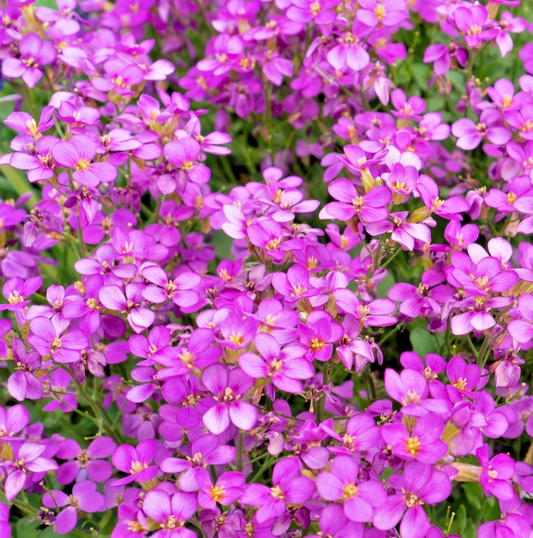 Arabis Alpina Rosea Pink – 1500x Rock Cress Seeds – Stunning Perennial