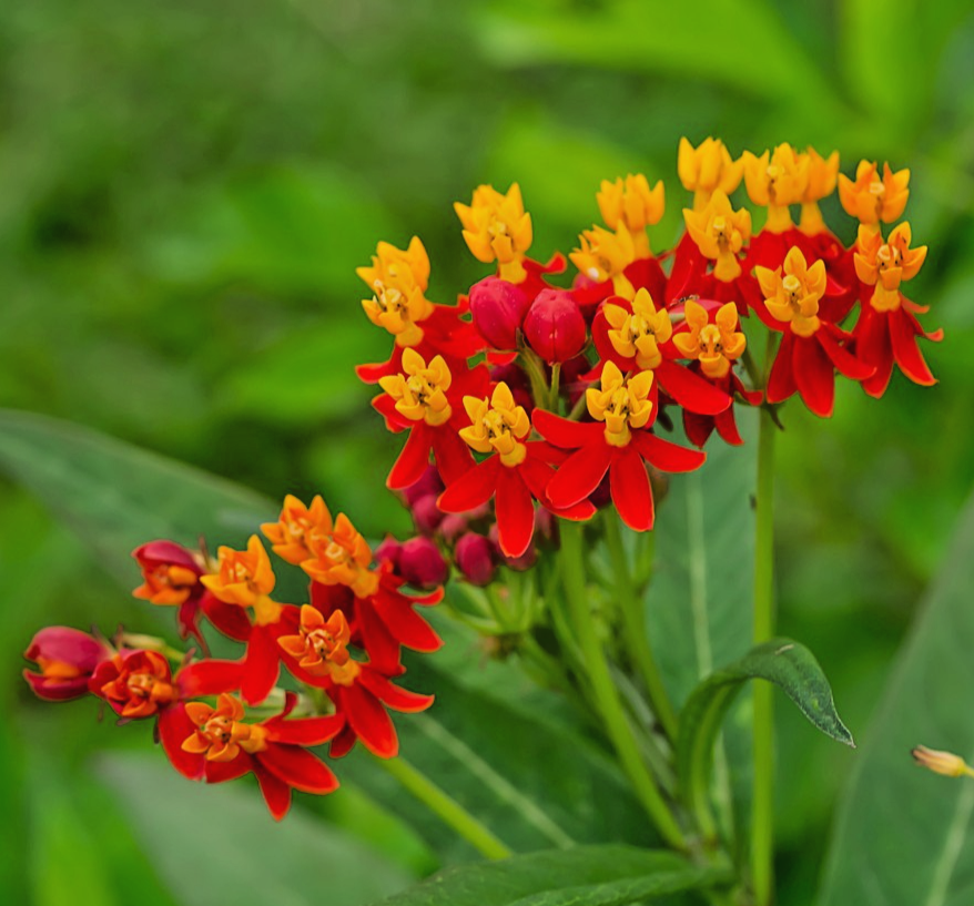 50x Mexican Butterfly Weed Red Seeds – Asclepias Curassavica – Hardy Perennial