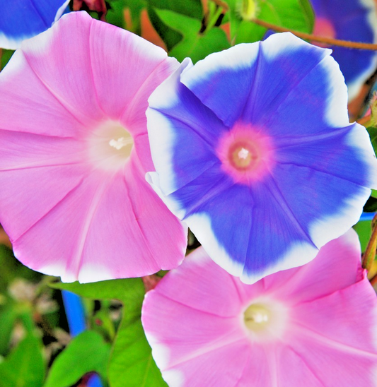 7x Japanese Morning Glory Kikyo Zaki Mix Seeds – Ipomoea Nil – Vibrant Annual