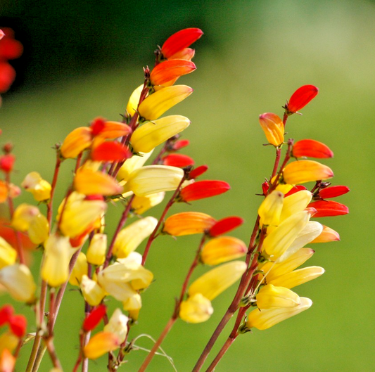 70x Mina Lobata Spanish Flag Seeds – Fast Growing Climber with Fiery Blooms