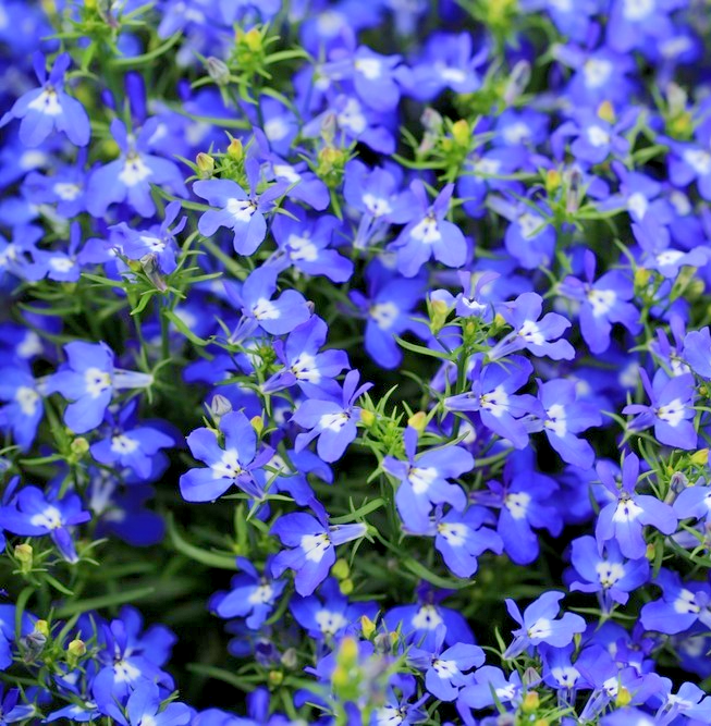 8000x Lobelia Emperor William Lobelia Erinus Seeds – Long Flowering Blooms