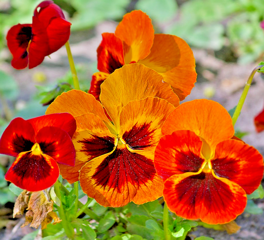 250x Swiss Giant Flame Pansy Seeds – Striking Large Blooms -  Viola Wittrockiana