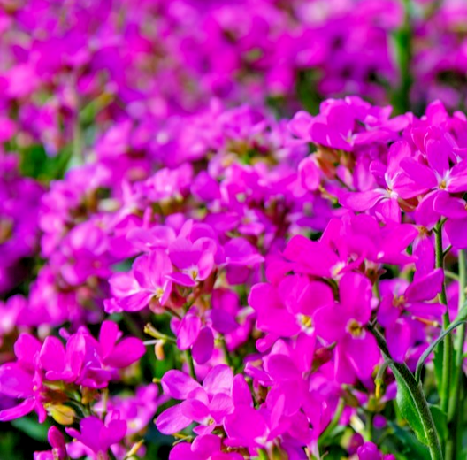 1300x Pink Rock Cress Seeds – Rosea Arabis Alpina – Perennial For Borders