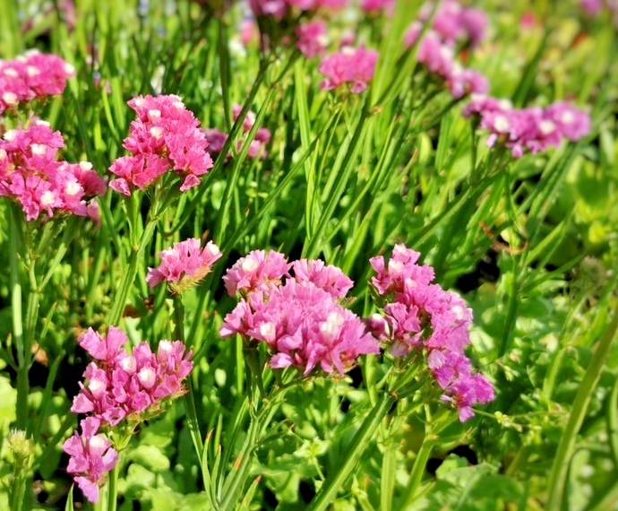 Pink Statice Flower - 150x Seeds – Drought Tolerant & Ideal For Bouquets