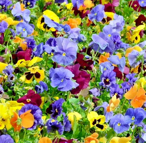 350x Viola Cornuta Bambini Mix Seeds – Horned Pansy – Fragrant & Colourful