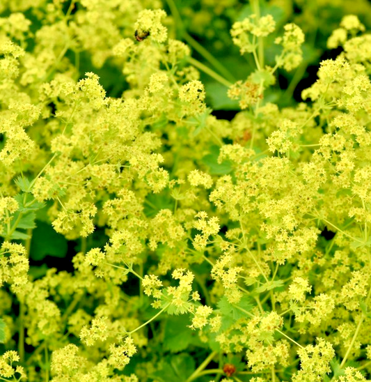 300x Lady’s Mantle Alchemilla Mollis Seeds – Elegant Green Flower - Perennial