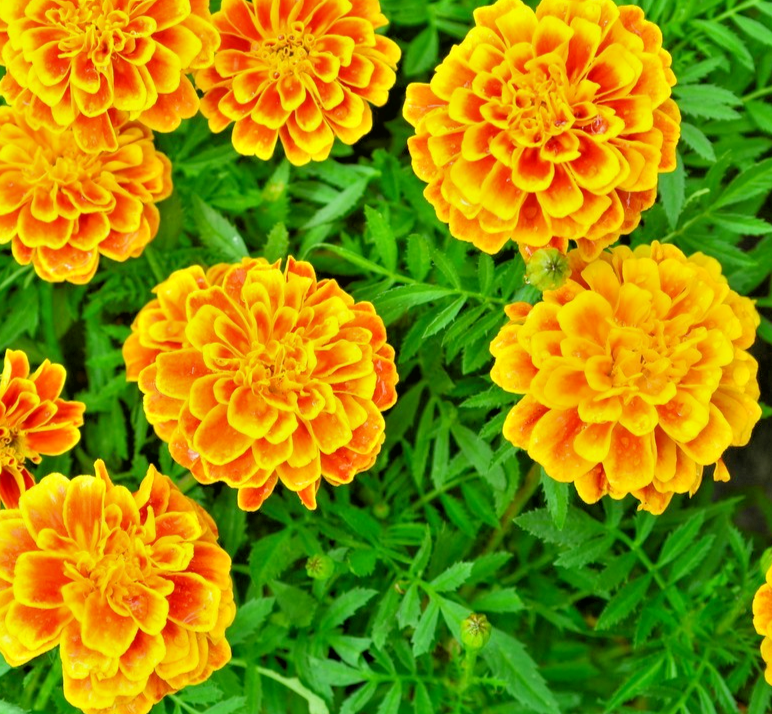 Del Sol French Marigold – 350x Seeds – Compact Double Blooms - Annual
