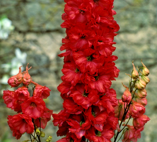 Red King Delphinium – 100x Seeds - Perfect For Spring & Autumn Planting