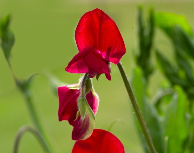25x Sweet Pea Mammoth Scarlet Seeds – Lathyrus Odoratus – Fragrant Annual Flower